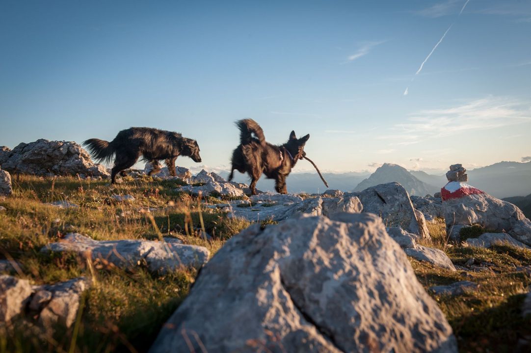 Hunde beim Wandern