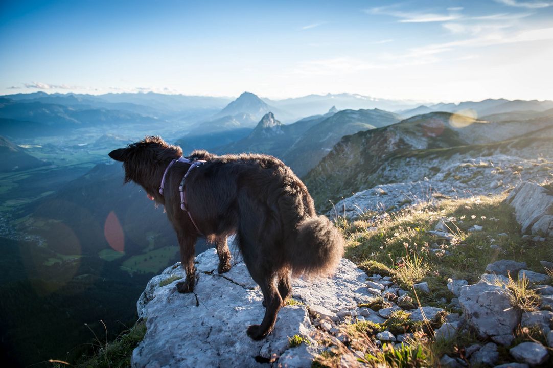 Hund am Berg